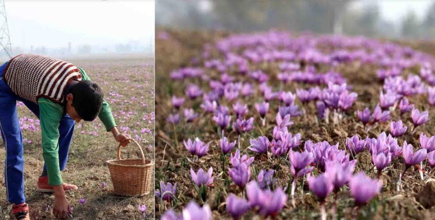 Bumper saffron crop expected this season