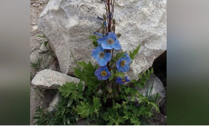 Admin proposes ‘Shukpa’ and ‘Tsersnon’ as state tree, flower of Ladakh