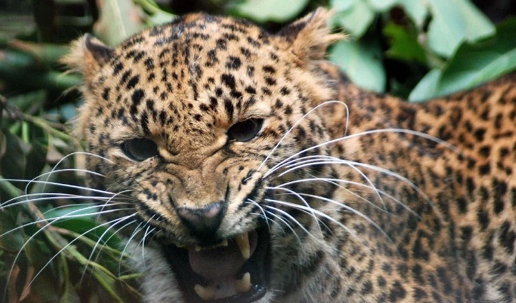 J&K: Four injured in leopard attack 