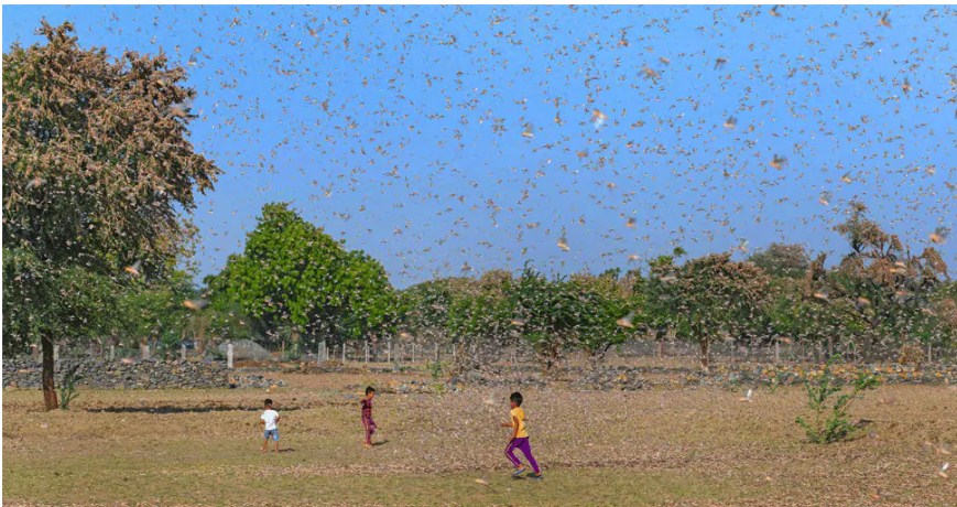 PM Narendra Modi assures help to all states affected by locust attack