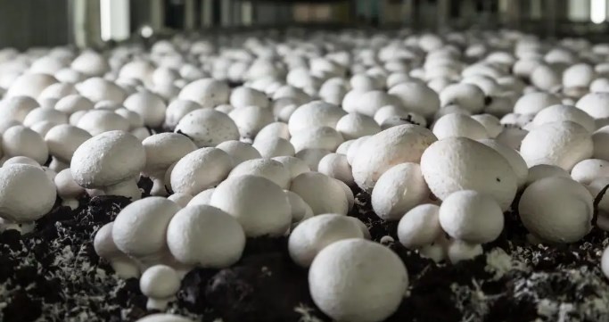 Kathua district all set to take Mushroom cultivation to next level