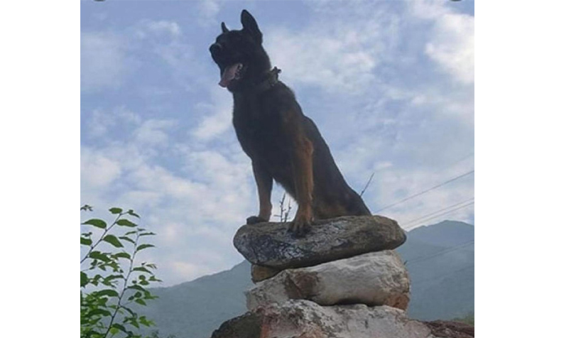 Zoom, Indian Army’s Fearless Assault Dog Who Fought Off Terrorists in J&K, Succumbs to Bullet Injuries