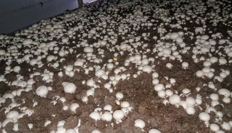 Mushroom emerging as new cash crop across J&K