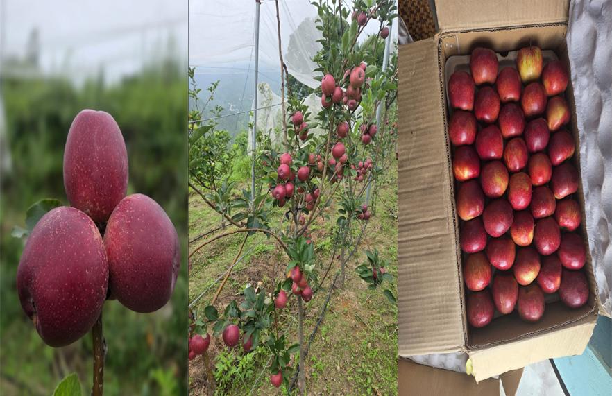Commerce Secretary Flags Off First Trial Shipment of Garhwali Apples from Dehradun to Dubai