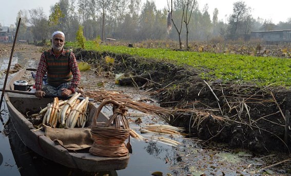 J&K govt gives big push to promotion of 'NADRU' of Dal Lake