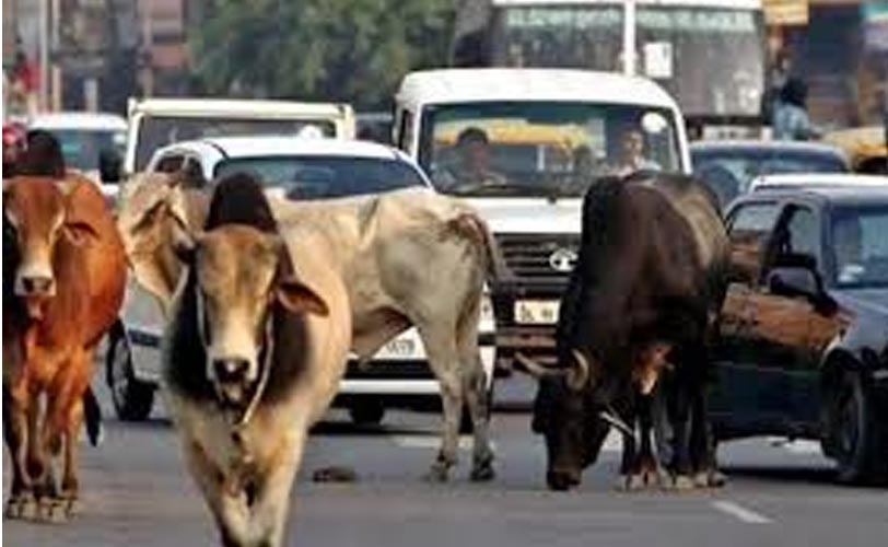 Jammu: Transportation of Bovine banned