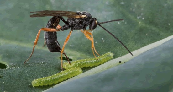 SKUAST-Jammu issues Pest alert on fall armyworm (Spodoptera frugiperda)