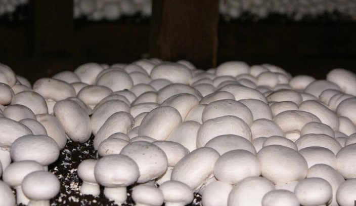 Mushroom farming emerging as new form of employment among J&K youth