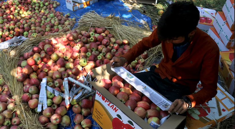 Kashmir apple rates down by 30%, growers seek govt support to curb losses