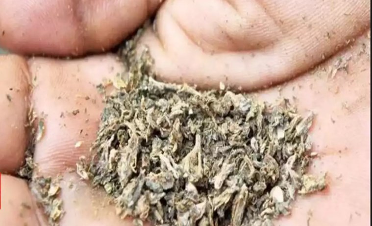 5 Kgs of Ganja recovered by Jammu Police, 2 peddlers arrested