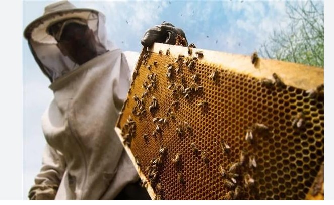 J&K Apiculture Sector buzzes with anticipation of big boost to beekeeping