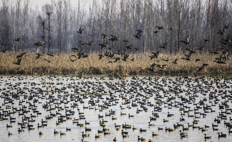 Migratory birds start arriving at wetlands in the Kashmir valley