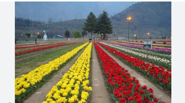 In 9 days, published,17,000 people visit Tulip garden
