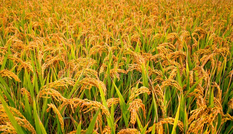 336,000 quintal paddy procured from 6,500 farmers in J&K: Official