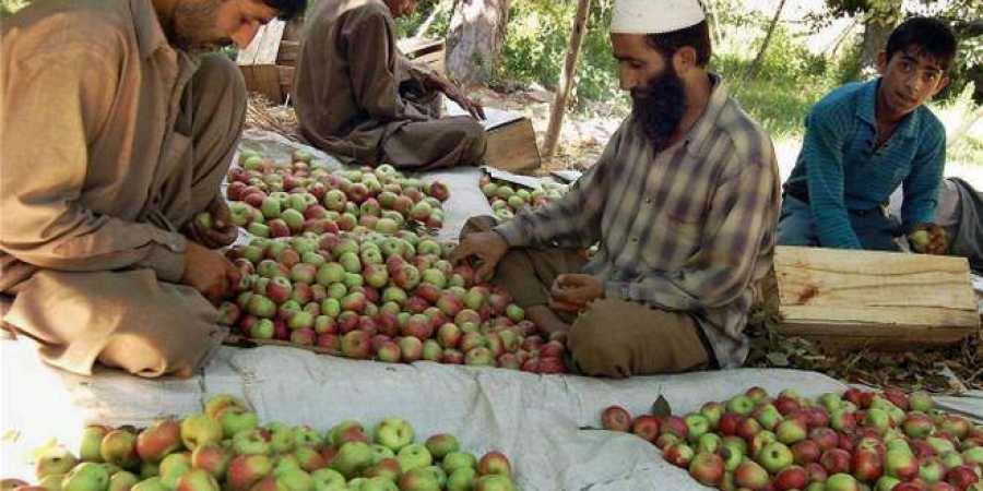 J&K: 6 Lakh Metric Tonnes Of Fresh Fruit Transported Out Of The State