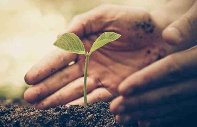 JMC to plant to 60 000 saplings within 2 months