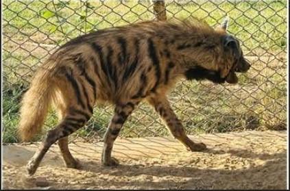 Striped Hyenas arriving in Jambu Zoo