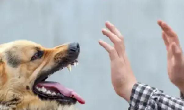 Over 2 lakh dog bite cases reported in J-K in 2024–25; Jammu district tops list