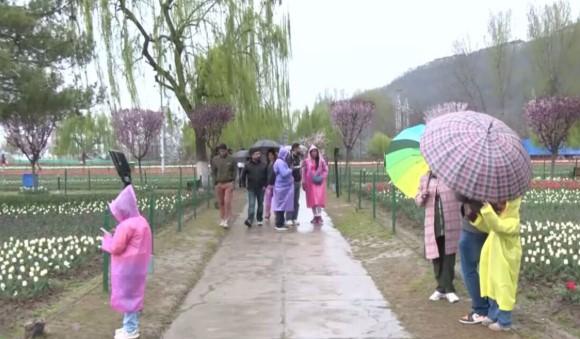 Tulip Garden attracts over 57,000 visitors in first week: Officials