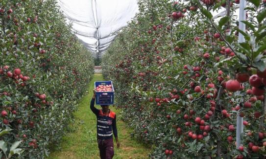 Over 15.5 lac fruit plants imported to JK in the last 2 years