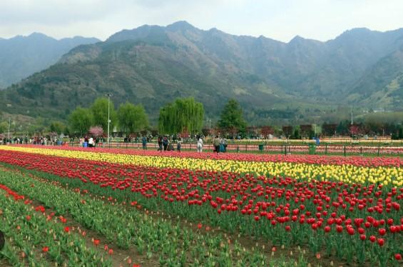 Tulip Garden in Srinagar to close from April 16 evening