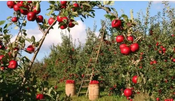 SKUAST-K issues advisory for combating dry weather