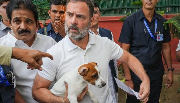 'These voiceless souls are not problems': Rahul Gandhi on Supreme Court stray dogs order