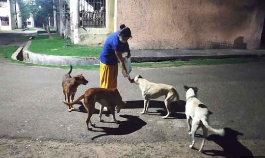 SC to issue directions on feeding stray dogs in institutions on November 7