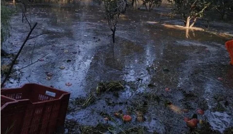 Flash floods ravage paddy, apple crops in south Kashmir