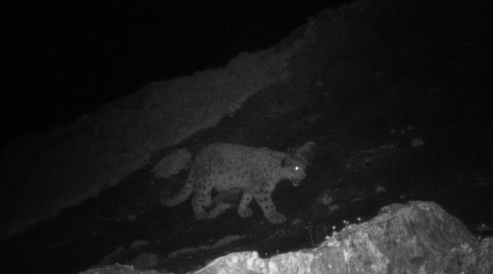 Camera traps capture elusive snow leopard in upper reaches of J&K