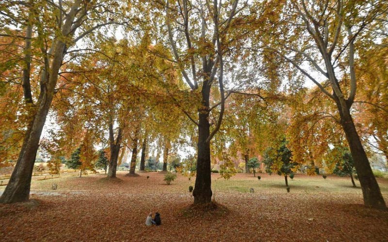 Kashmir's golden yellow autumn arrives without any tourists