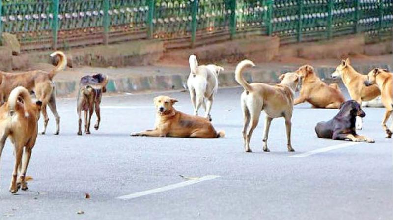 J&K H&UD Dept bars stray dog relocation, notifies guidelines on feeding spots, animal welfare